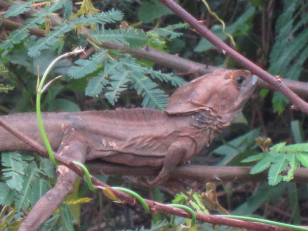 lizard