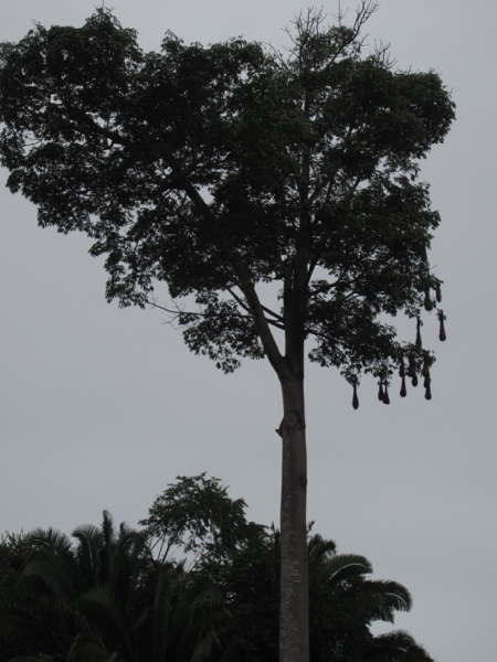 tree