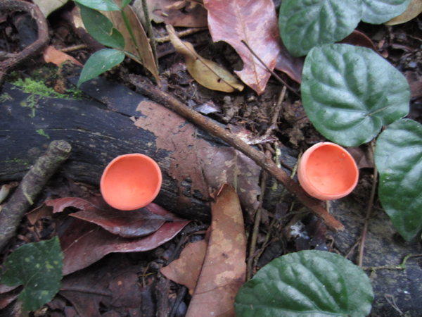 mushrooms