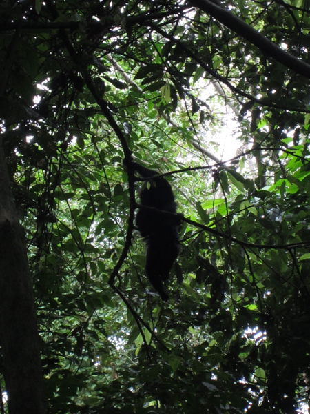 monkey