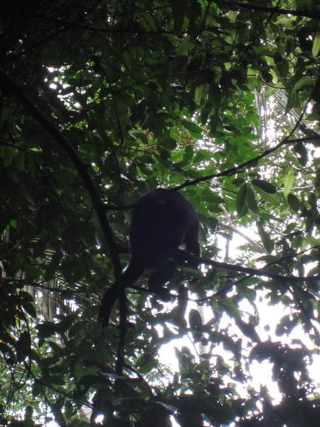 monkey