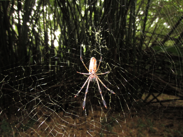 spider