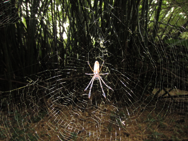 spider