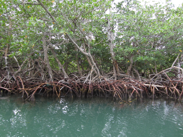 mangrove trees