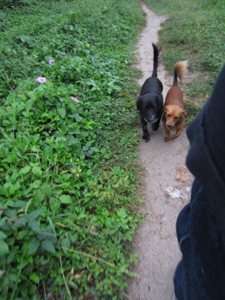 trail