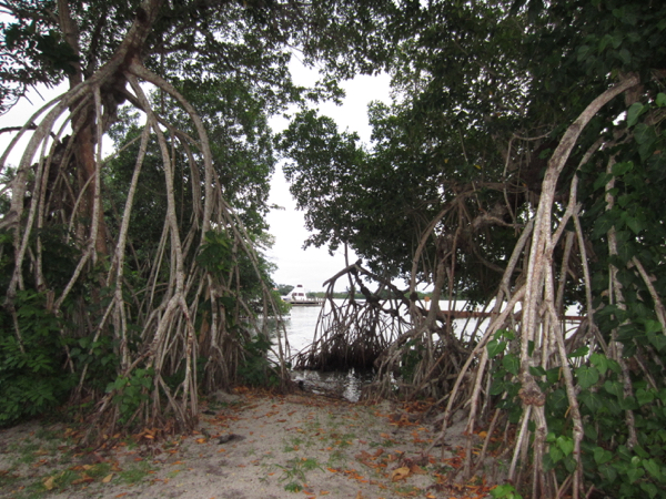 mangrove trees