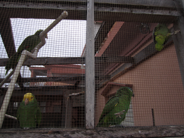bird