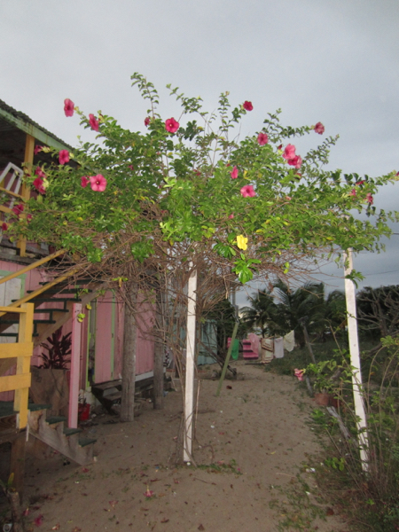 flower