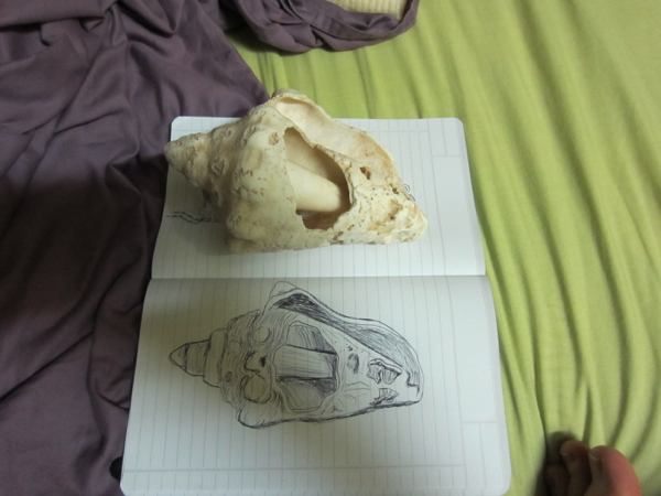 seashell