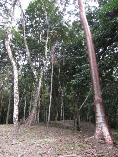 tree