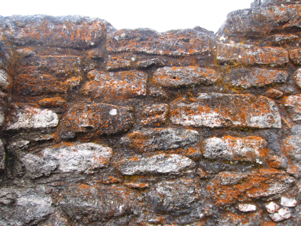 lichen