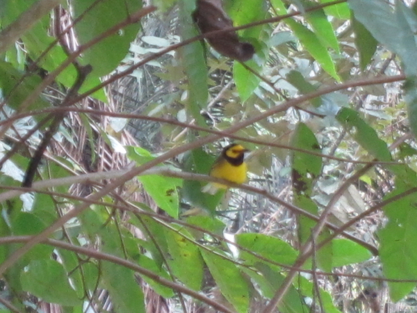 bird