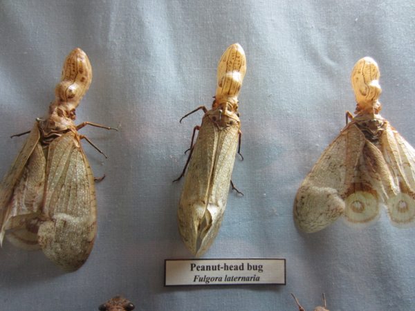 bugs