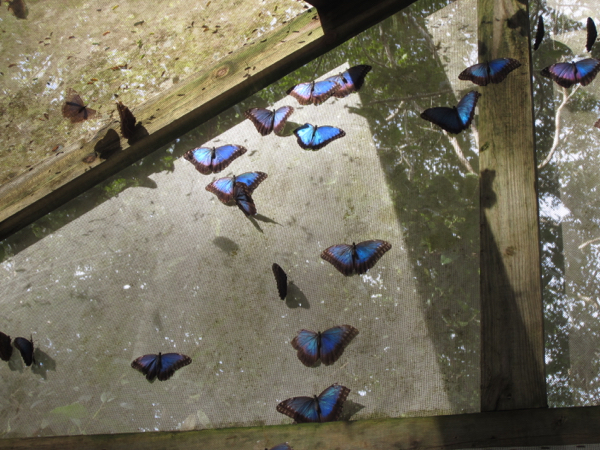 butterfly