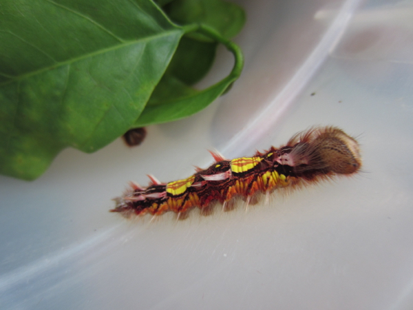 bugs
