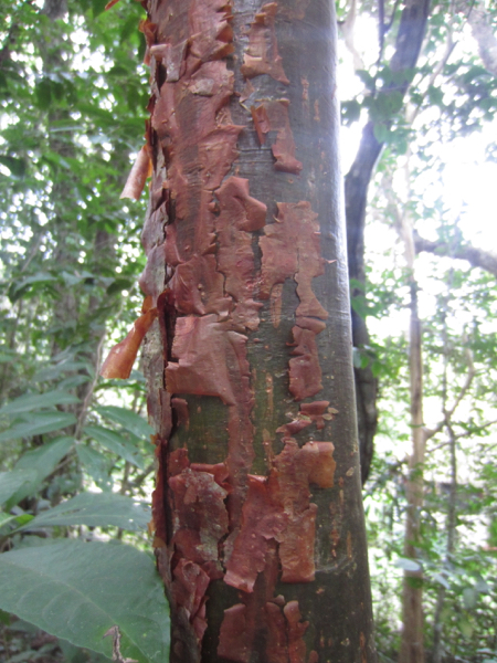 tree