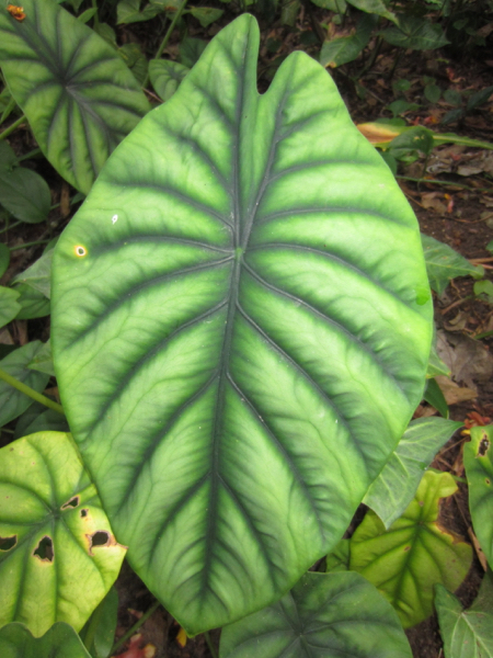 plant