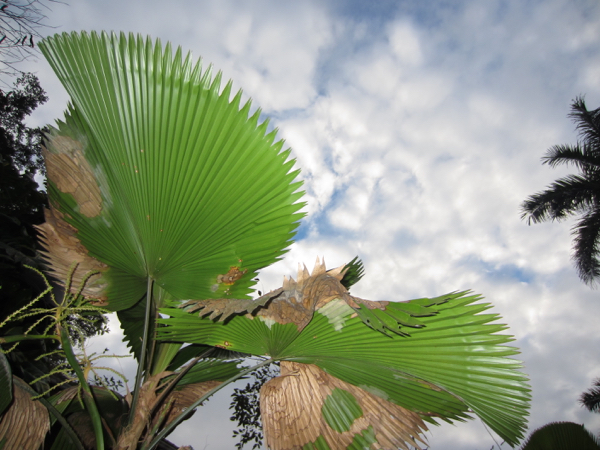 plant