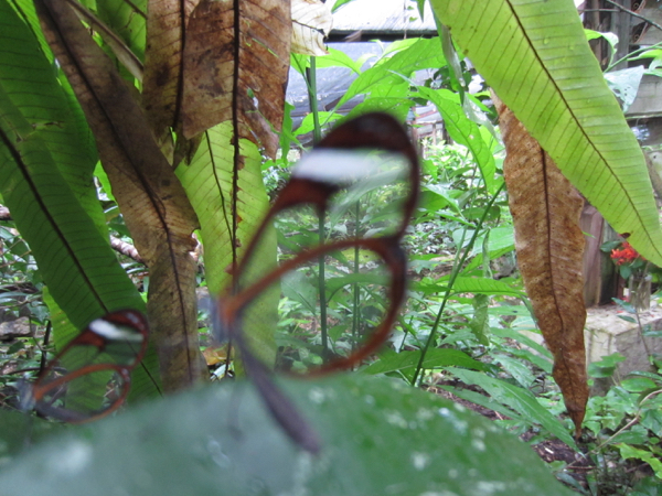 bugs
