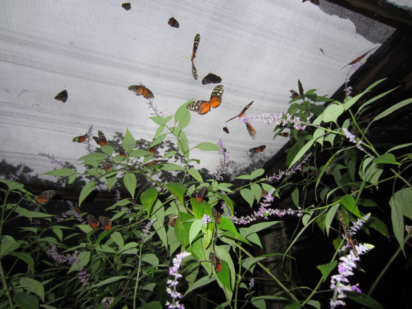butterfly