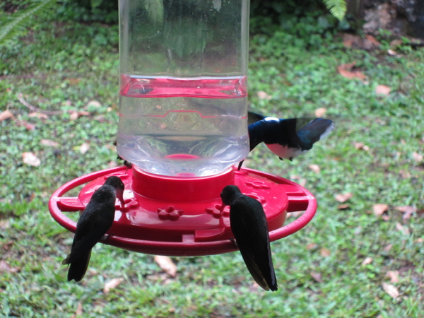 hummingbird