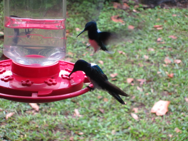hummingbird
