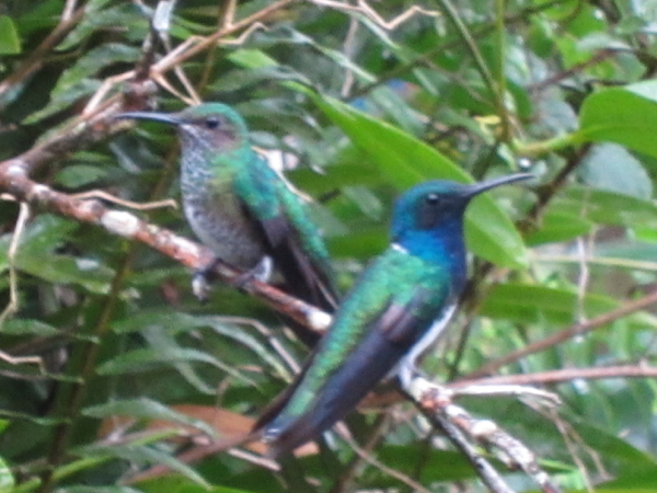 hummingbird
