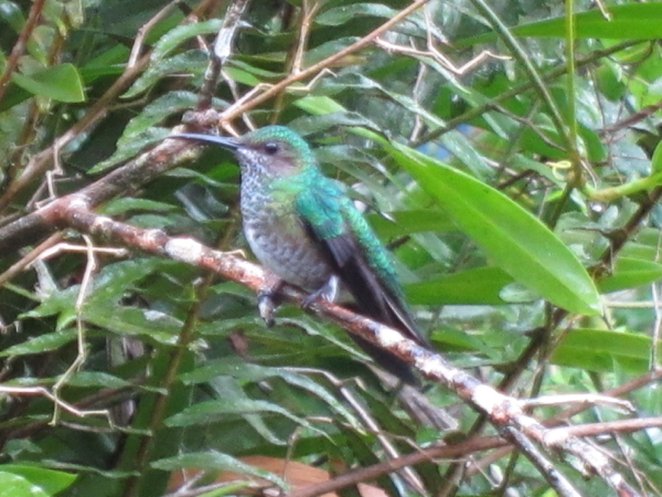 hummingbird