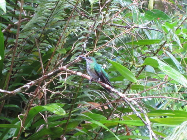 hummingbird