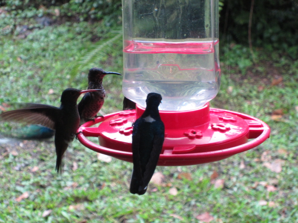 hummingbird