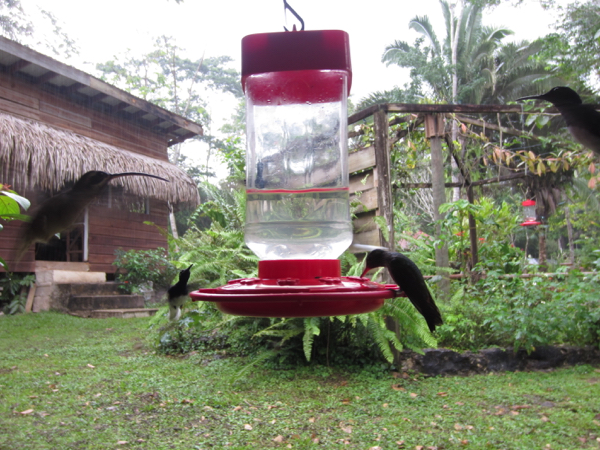 hummingbird