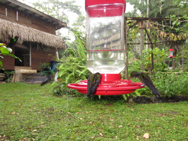 hummingbird