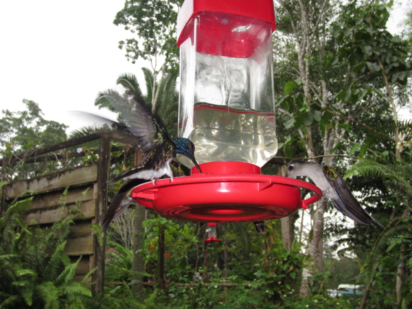 hummingbird