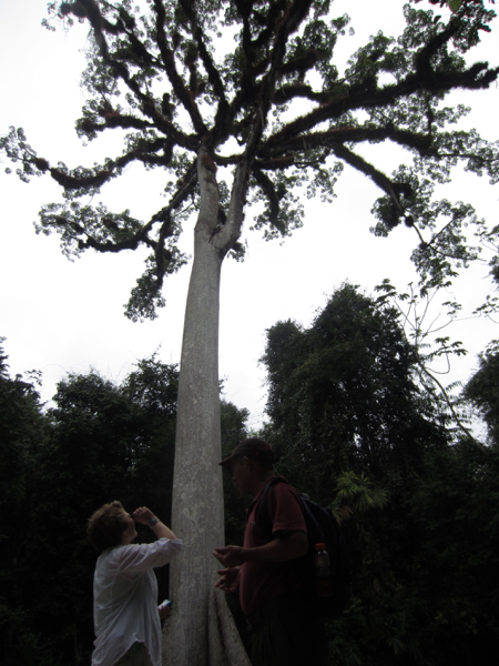 tree