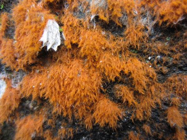 lichen