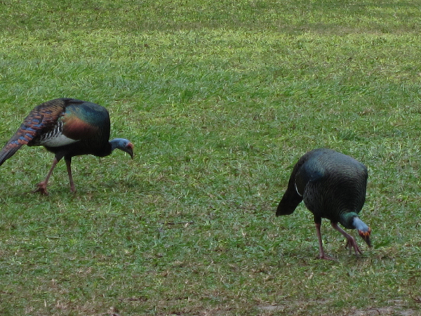 turkey