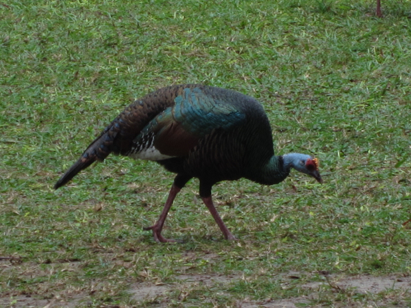 turkey