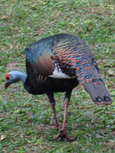 turkey