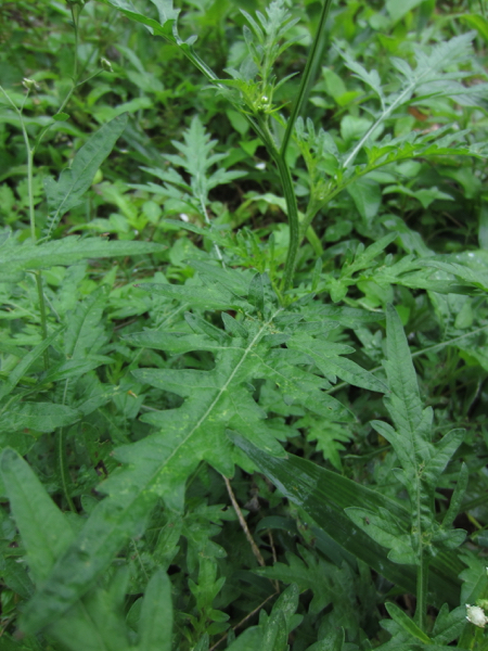 plant