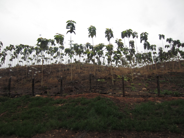 tree