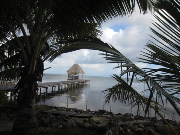 palm tree