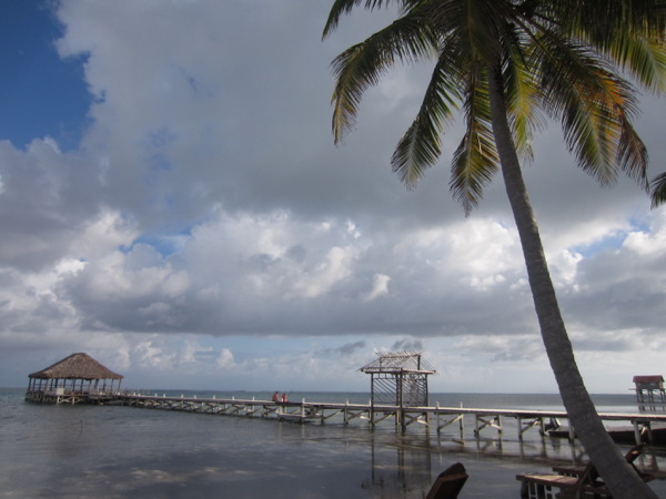 palm tree