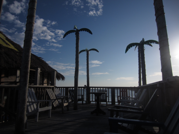 palm tree