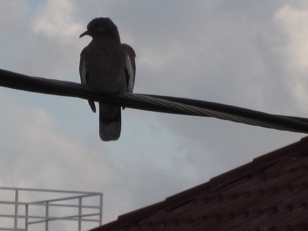 bird