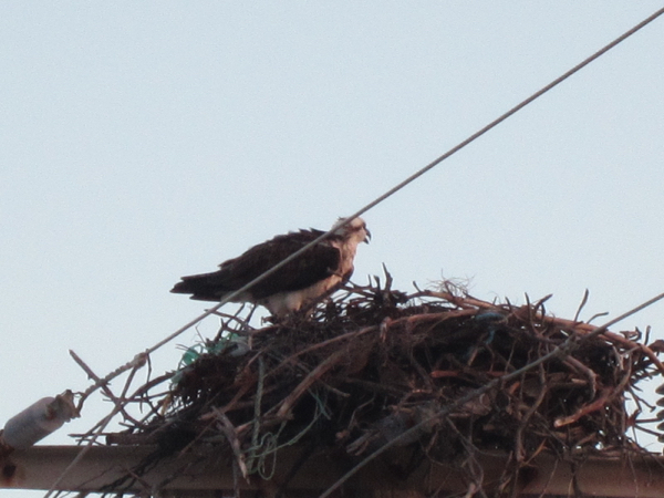 bird