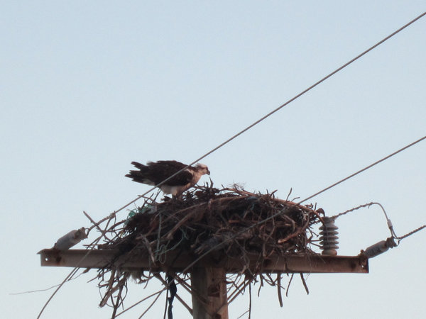 bird