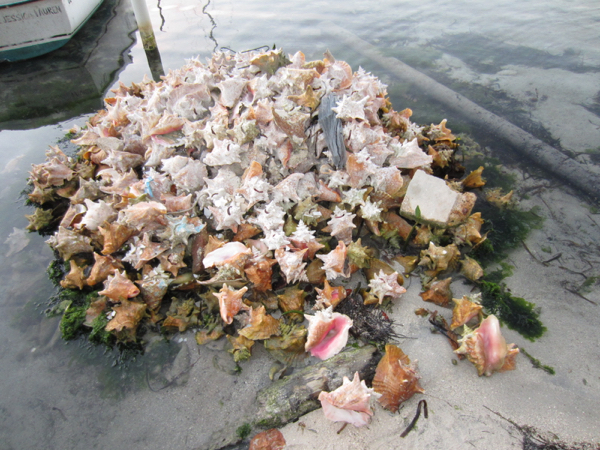 seashell