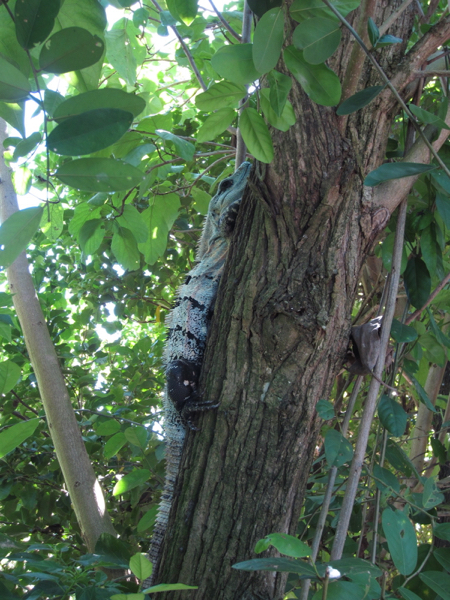 tree
