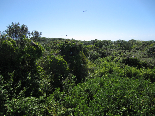 trees