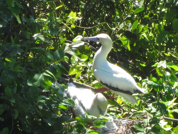 bird